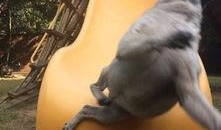 巴哥爆料赤犬视频播放,赤犬视频幕后真相大曝光！